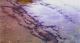 Contaminação química em organismos do sedimento devido a um derrame de óleo leve