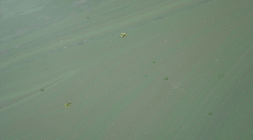 Figura 6 – Floração de Algas na Represa Billings em 08/06/06. Fonte: CETESB