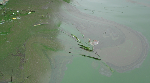 Figura 10 – Óleo na superfície da água da Represa Billings em 08/06/06. Fonte: CETESB.