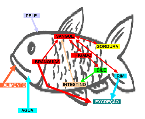 Figura 12 – Metabolismo dos poluentes no peixe. Baseado em Heath(16)