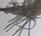 Cianobactéria Trichodesmium erythraeum