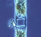 Diatomácea Hemiaulus sp