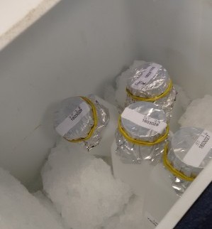 Amostras são colocadas no gelo. Foto: Divisão de Laboratório de Cubatão.