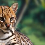 Dia Mundial dos Animais é comemorado em 4 de outubro