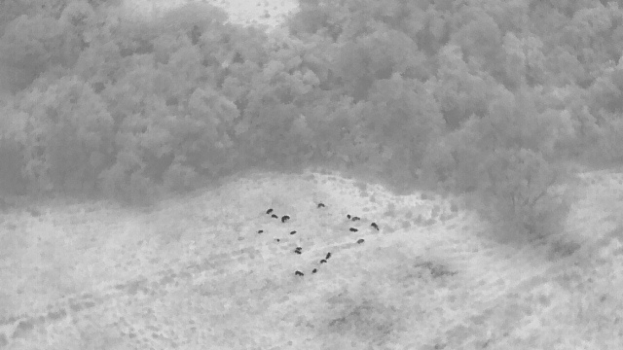 Leia mais sobre o artigo Cetesb utiliza drone com câmera térmica para localizar e auxiliar no resgate de capivara ferida